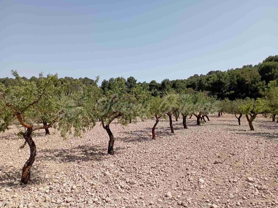 Helårsgrund i Raspay, Murcia - foto 3